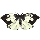 Рисунок бабочки 105