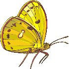 Рисунок бабочки 107