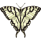 Рисунок бабочки 109