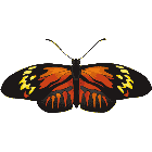 Рисунок бабочки 120