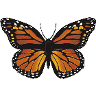 Рисунок бабочки 125