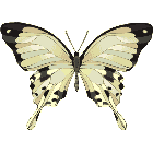 Рисунок бабочки 133