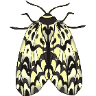 Рисунок бабочки 136