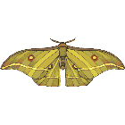 Рисунок бабочки 141
