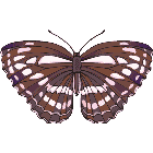 Рисунок бабочки 145