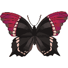 Рисунок бабочки 148