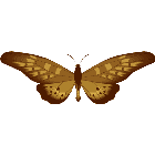 Рисунок бабочки 149