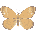 Рисунок бабочки 153