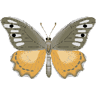 Рисунок бабочки 155
