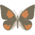 Рисунок бабочки 157