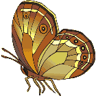 Рисунок бабочки 164
