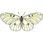 Рисунок бабочки 165