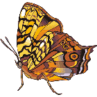 Рисунок бабочки 166