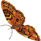 Рисунок бабочки 170